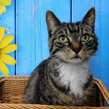 Domestic Short Hair Cats Available for Adoption in Peoria, Illinois - Mary Kate | PetCurious