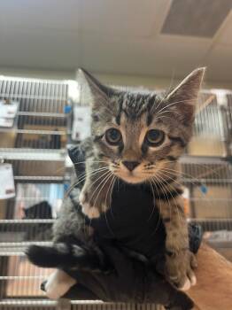 Shelly -  Domestic Short Hair Cat for Adoption in Nacogdoches, Texas - Shelly | PetCurious