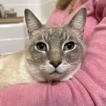 Mr. Fox -  Siamese Cat for Adoption in Sonora, California - Mr. Fox | PetCurious
