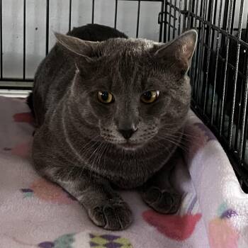 Casper -  Domestic Short Hair Cat for Adoption in Middletown, New York - Casper | PetCurious