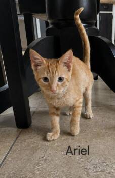 Ariel -  Domestic Short Hair Cat for Adoption in Groveland, Massachusetts - Ariel | PetCurious