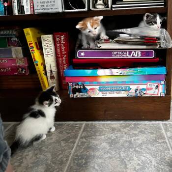 Pfeffernusse -  Domestic Medium Hair Cat for Adoption in Quakertown, Pennsylvania - Pfeffernusse | PetCurious