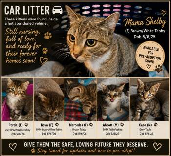 Mercedes -  Tabby and Domestic Short Hair Cat for Adoption in Morganton, North Carolina - Mercedes | PetCurious