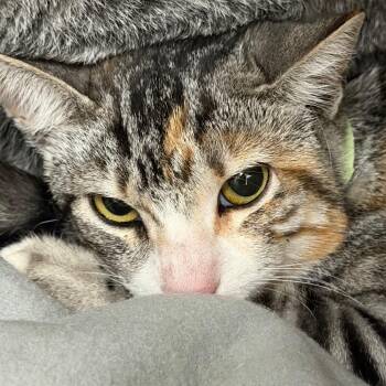 Abbey Bominable -  Domestic Short Hair Cat for Adoption in Goleta, California - Abbey Bominable | PetCurious