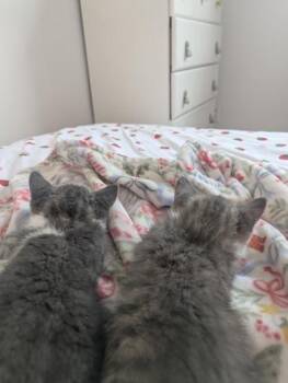 Biscuit (collier blanc) -  Domestic Short Hair Cat for Adoption in Montreal, Quebec - Biscuit (collier Blanc) | PetCurious