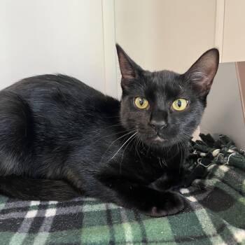 Jane -  Domestic Short Hair Cat for Adoption in West Palm Beach, Florida - Jane | PetCurious