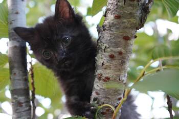 Nesta -  Domestic Short Hair Cat for Adoption in Suffolk, Virginia - Nesta | PetCurious