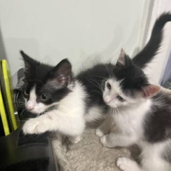 Madison & Oscar -  Domestic Medium Hair Cat for Adoption in North Bergen, New Jersey - Madison & Oscar | PetCurious