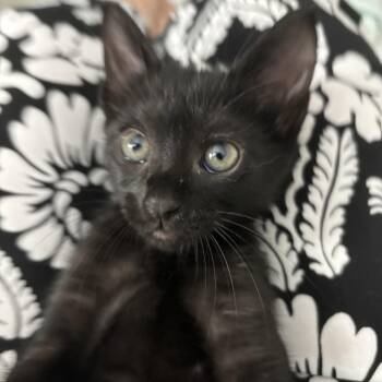 Percival -  Domestic Short Hair Cat for Adoption in Palmetto Bay, Florida - Percival | PetCurious