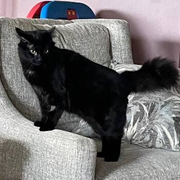 After Dark -  Domestic Medium Hair Cat for Adoption in Candler, North Carolina - After Dark | PetCurious