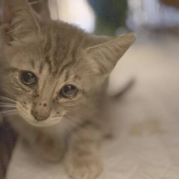 Cilantro -  Domestic Short Hair Cat for Adoption in Los Angeles, California - Cilantro | PetCurious