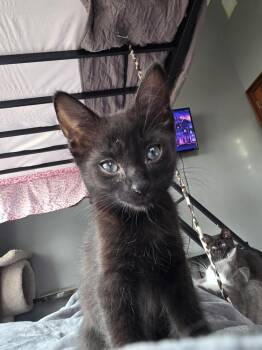 Domestic Short Hair Cats Available for Adoption - Carlos | PetCurious