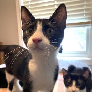 Ziggy -  Domestic Short Hair and American Shorthair Cat for Adoption in Houston, Texas - Ziggy | PetCurious
