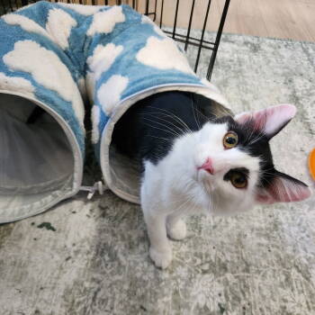 Rescue Domestic Short Hair Cats for Adoption in Burton, Michigan - Dizzy | PetCurious