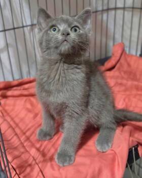 Simon -  Domestic Short Hair Cat for Adoption in Novato, California - Simon | PetCurious