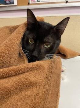 Pinky -  Domestic Short Hair Cat for Adoption in Vancouver, Washington - Pinky | PetCurious