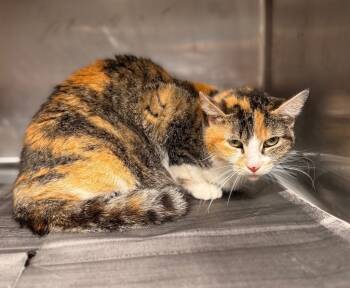 Rescue Domestic Short Hair Cats for Adoption in Hopkinsville, Kentucky - Diara | PetCurious