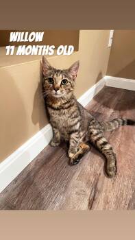 Rescue Domestic Short Hair Cats for Adoption - Willow | PetCurious