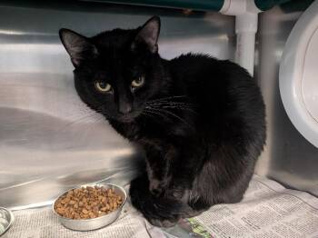 Sumo -  Domestic Short Hair Cat for Adoption in Cincinnati, Ohio - Sumo | PetCurious