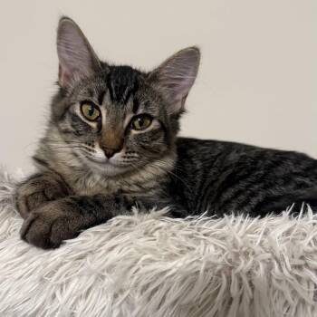 Loki -  Domestic Short Hair Cat for Adoption in Chandler, Arizona - Loki | PetCurious
