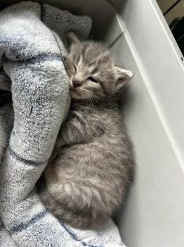 Gunter -  Domestic Short Hair Cat for Adoption in Newaygo, Michigan - Gunter | PetCurious