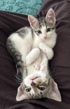 Jin -  Domestic Short Hair and Tabby Cat for Adoption in Richmond, Virginia - Jin | PetCurious