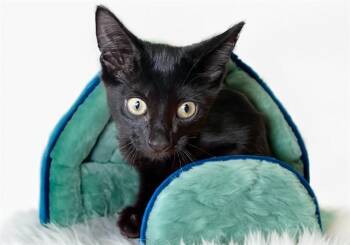 TREE -  Domestic Short Hair Cat for Adoption in Fort Lauderdale, Florida - TREE | PetCurious
