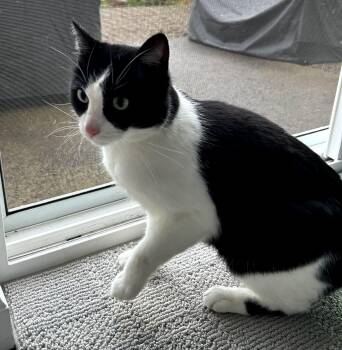 Tuxedo and Domestic Short Hair Cats Available for Adoption in Gladstone, Oregon - Timmy | PetCurious