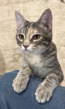 Harriet -  Domestic Short Hair Cat for Adoption in Reston, Virginia - Harriet | PetCurious