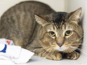 Domestic Short Hair Cats Available for Adoption in Phoenix, Arizona - BOURBON | PetCurious