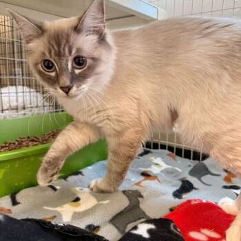 Rescue Domestic Medium Hair Cats for Adoption in Medford, Oregon - Dolly | PetCurious