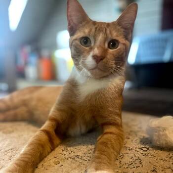 Eeyore -  Tabby Cat for Adoption in Maple Shade, New Jersey - Eeyore | PetCurious