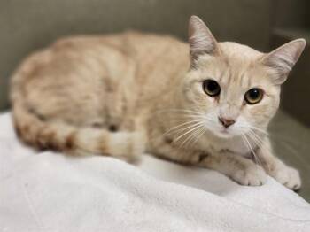 A551403 -  Domestic Short Hair Cat Available for Adoption in Moreno Valley, California - A551403 | PetCurious