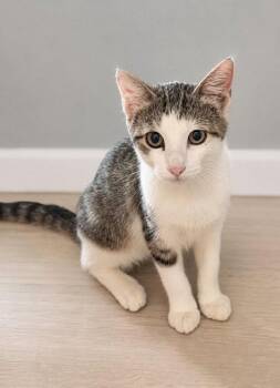 Camper -  Domestic Short Hair and Tabby Cat for Adoption in Skyline, Minnesota - Camper | PetCurious
