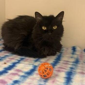 Chloe -  Domestic Long Hair Cat for Adoption in Springfield, Missouri - Chloe | PetCurious