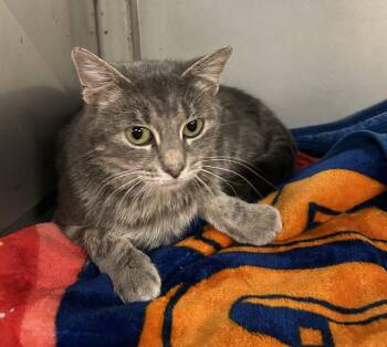 Rescue Domestic Short Hair Cats for Adoption in Herculaneum, Missouri - Pebbles | PetCurious