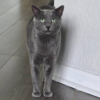 Leo -  Russian Blue and Domestic Short Hair Cat for Adoption in Fort Lauderdale, Florida - Leo | PetCurious