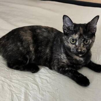 Ele -  Domestic Short Hair Cat for Adoption in Floresville, Texas - Ele | PetCurious