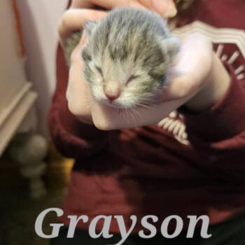 Grayson C11473 -  Domestic Short Hair Cat for Adoption - Grayson C11473 | PetCurious