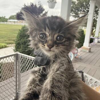 Button (in Stevensville, MD) -  Domestic Long Hair Cat Available for Adoption - Button (in Stevensville, MD) | PetCurious