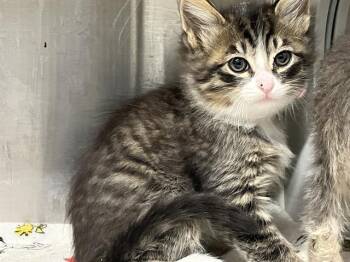 Domestic Medium Hair Cats Available for Adoption in Tustin, California - APRICOT | PetCurious