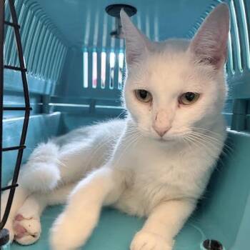 Powder -  Domestic Short Hair Cat for Adoption in Fairport, New York - Powder | PetCurious