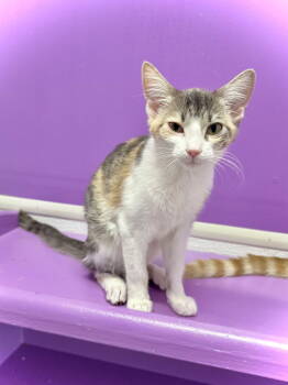 Rescue Domestic Short Hair Cats for Adoption in Estherville, Iowa - River | PetCurious