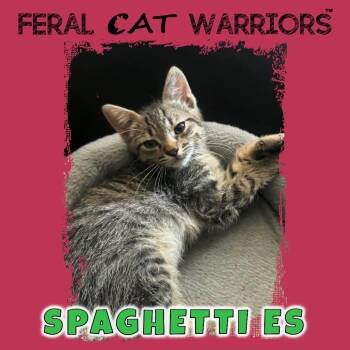 Spaghetti ES -  Domestic Short Hair Cat for Adoption in Kingman, Arizona - Spaghetti ES | PetCurious