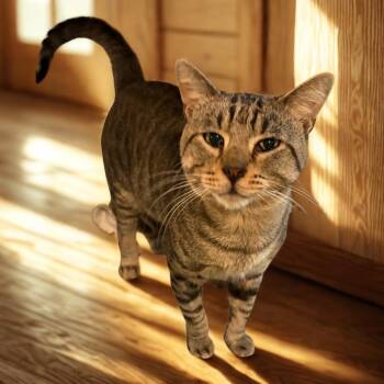 Dudley -  Domestic Short Hair Cat for Adoption in Kansas City, Missouri - Dudley | PetCurious