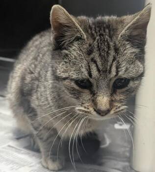 Domestic Short Hair Cats Available for Adoption in Evansville, Indiana - Runa | PetCurious