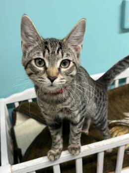 Earl Grey -  Domestic Short Hair Cat for Adoption in Blasdell, New York - Earl Grey | PetCurious