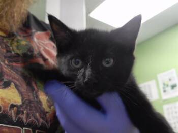 AMERICAN NINJA WARRIOR -  Domestic Short Hair Cat for Adoption in Omaha, Nebraska - AMERICAN NINJA WARRIOR | PetCurious