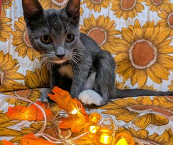 Rescue Domestic Short Hair Cats for Adoption in Ocean Springs, Mississippi - Decker | PetCurious