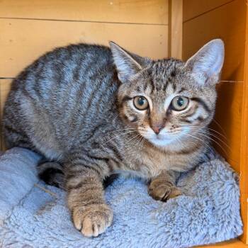 Groundhog -  Domestic Short Hair Cat for Adoption in Corydon, Indiana - Groundhog | PetCurious